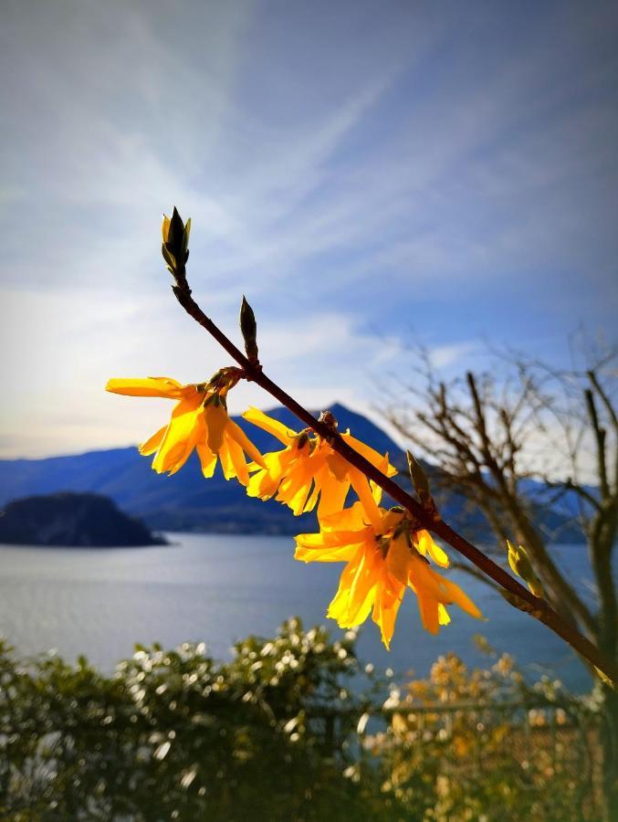 Ortensia Lake Como - Perfect For Couple And Pets Βαρένα Εξωτερικό φωτογραφία